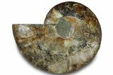 Cut & Polished Ammonite Fossil (Half) - Madagascar #323303-1